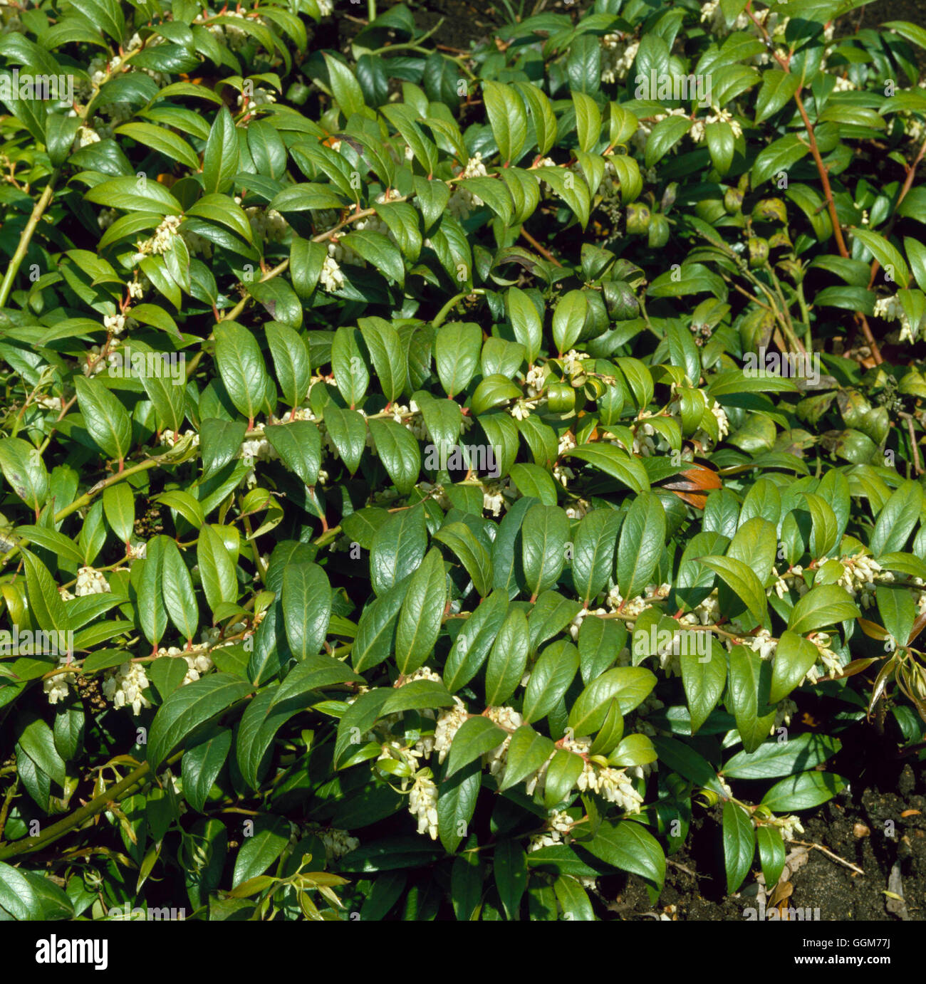 Leucothoe fontanesiana - `Nana'   TRS023662 Stock Photo